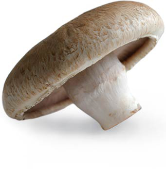 Mushroom_portabella